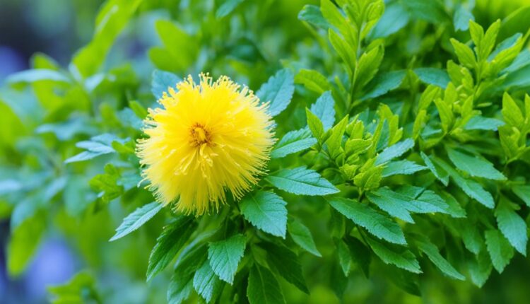 Fleurs d'Acacia